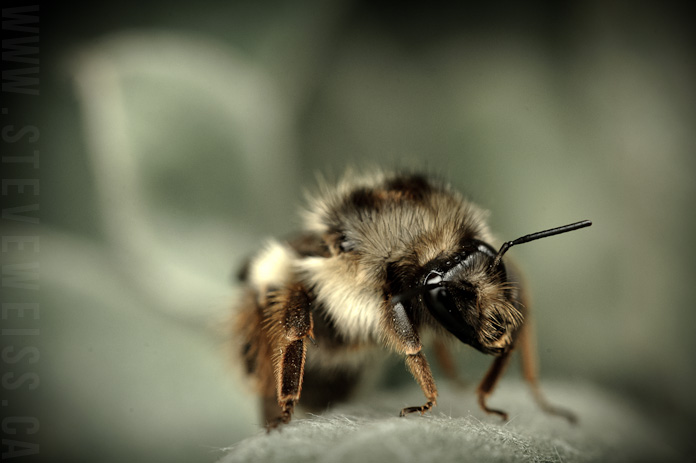 macro bee (10)