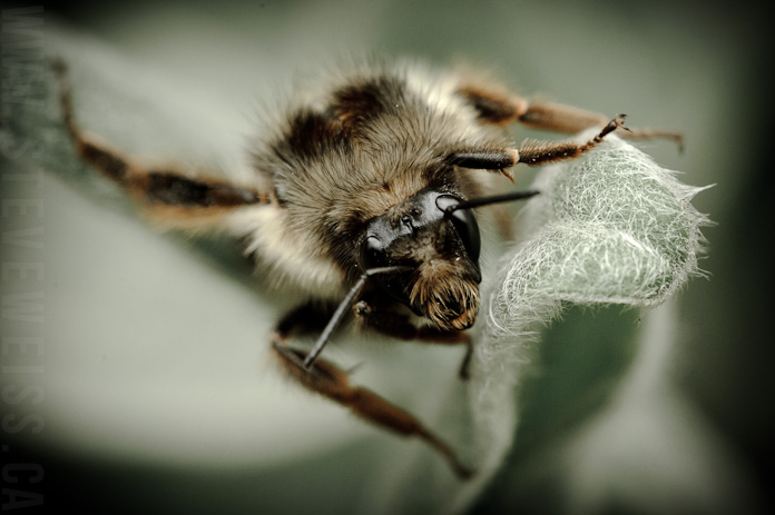 macro bee (4)